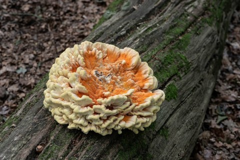Sulphur spore (Laetiporus sulfureus), Lower Saxony, Germany