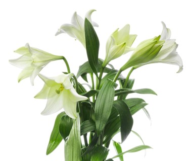 Lily, Easter lily, Bermuda lily (Lilium longiflorum) against a white background