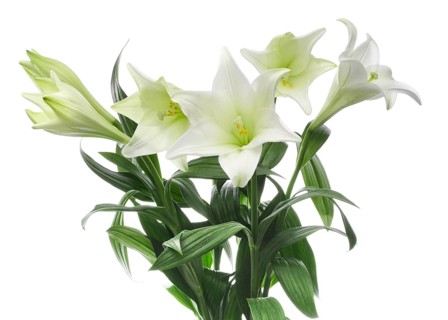 Lily, Easter lily, Bermuda lily (Lilium longiflorum) against a white background
