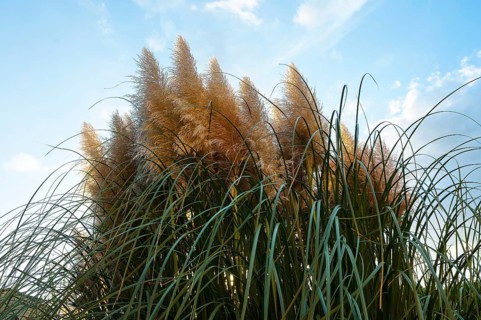 Pampas grass (Cortaderia selloana)