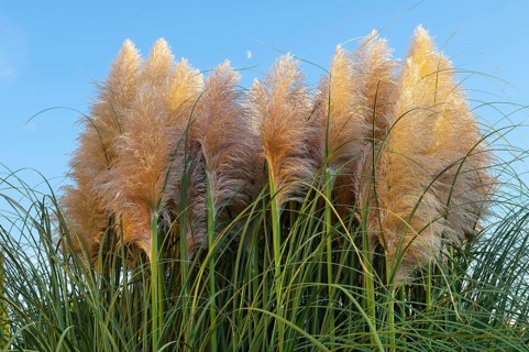 Pampas grass (Cortaderia selloana)