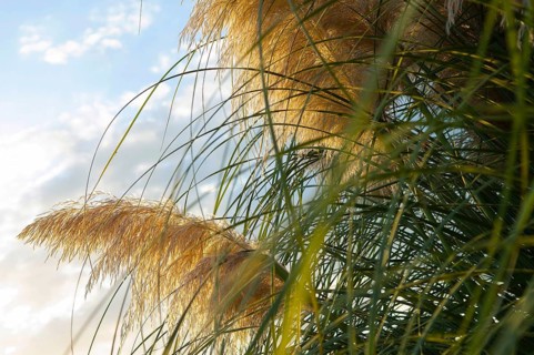 Pampas grass (Cortaderia selloana)