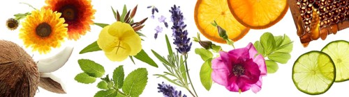 Various blossoms, herbs, coconut and honeycomb against a white background