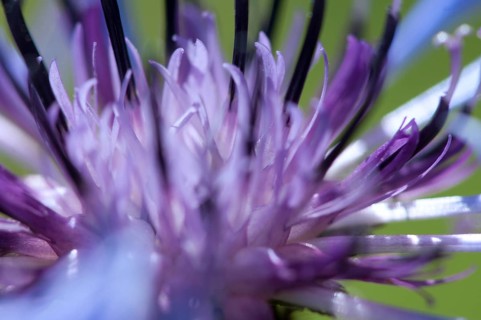 Cornflower (Centaurea cyanus), macro photograph