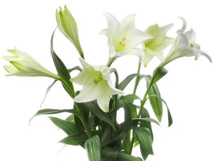 Lily, Easter lily, Bermuda lily (Lilium longiflorum) against a white background