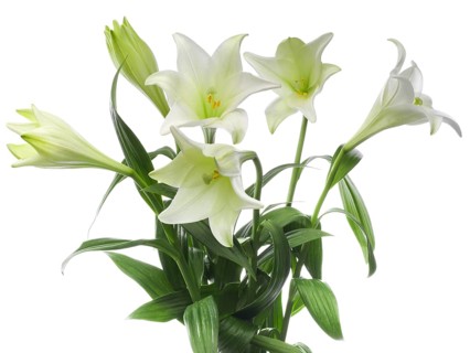 Lily, Easter lily, Bermuda lily (Lilium longiflorum) against a white background