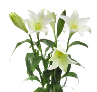 Lily, Easter lily, Bermuda lily (Lilium longiflorum) against a white background
