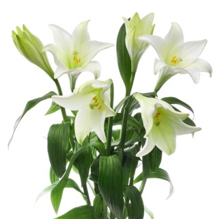 Lily, Easter lily, Bermuda lily (Lilium longiflorum) against a white background