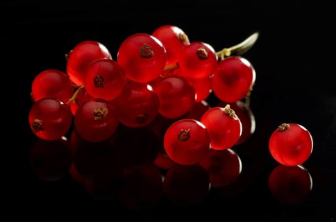 Red currant (Ribes rubrum) against a black background