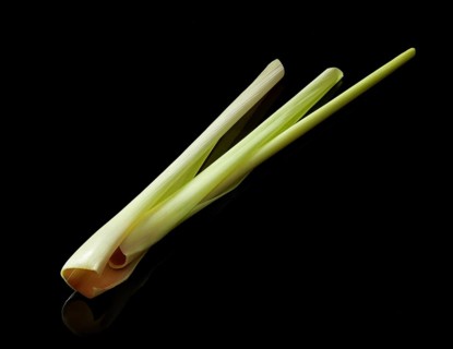 Lemon grass (Cymbopogon citratus) against a black background