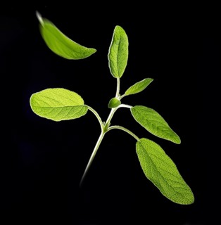 Sage (Salvia officinalis) in front of a black background