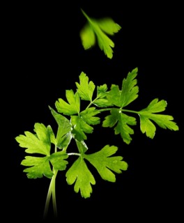 Parsley (Petroselinum crispum) against a black background