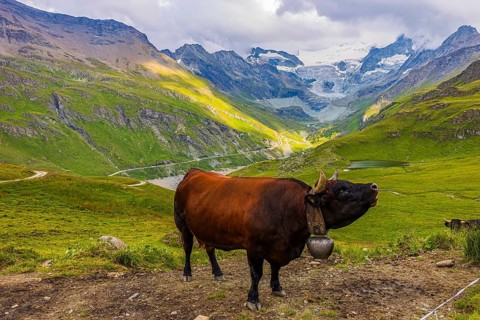 Red-brown cow on an alpine pasture above Grimentz, with the Moiry glacier in the background, Val