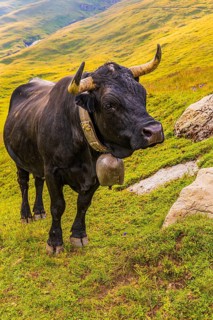 Black cow with large cowbell, on an alpine pasture above Grimentz, Val d'Anniviers, Valais Alps,