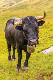 Black cow with large cowbell, on an alpine pasture above Grimentz, Val d'Anniviers, Valais Alps,