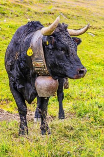 Black cow with large cowbell, on an alpine pasture above Grimentz, Val d'Anniviers, Valais Alps,