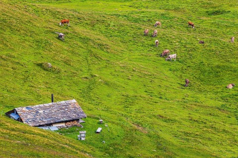 Alpine hut in a green alpine meadow with grazing cows, above Grimentz, Val d'Anniviers, Valais