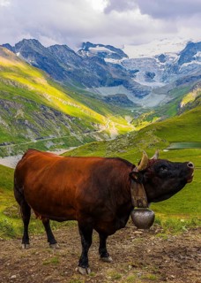 Red-brown cow on an alpine pasture above Grimentz, with the Moiry glacier in the background, Val