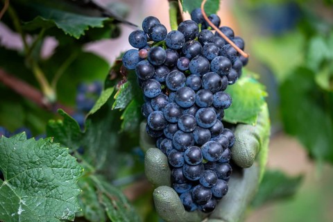 Grape grape harvest: Hand-picking Pinot Noir grapes in the Palatinate
