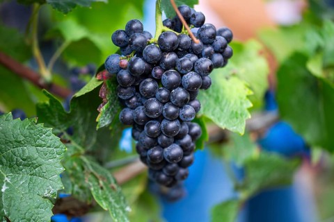 Grape grape harvest: Hand-picking Pinot Noir grapes in the Palatinate