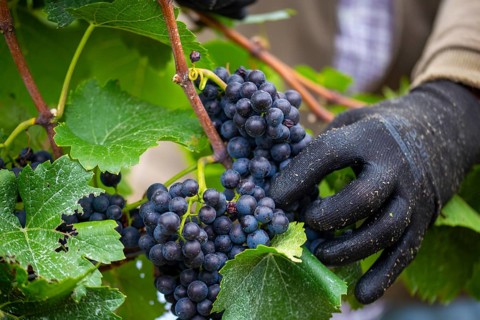 Grape grape harvest: Hand-picking Pinot Noir grapes in the Palatinate
