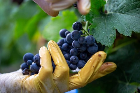 Grape grape harvest: Hand-picking Pinot Noir grapes in the Palatinate