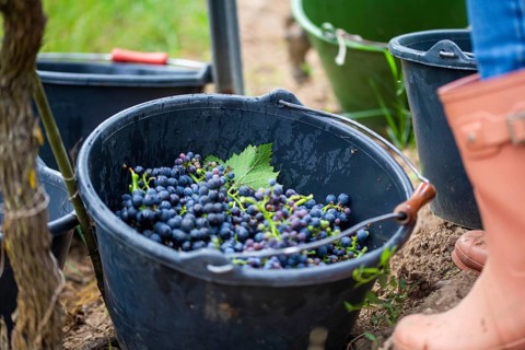 Grape grape harvest: Hand-picking Pinot Noir grapes in the Palatinate