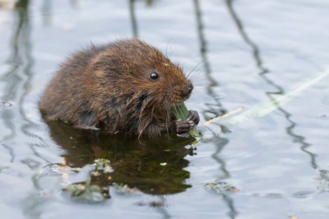 Water vole (Arvicola amphibius) adult animal eating a reed leaf in a pond in the summer, England,