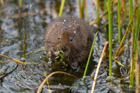 Water vole (Arvicola amphibius) adult animal eating pond weed on a lake in the summer, England,