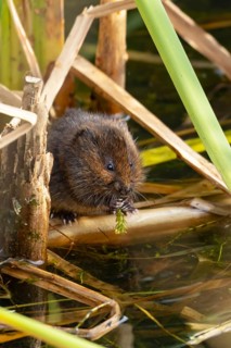 Water vole (Arvicola amphibius) adult animal eating pond weed on a lake in the summer, England,