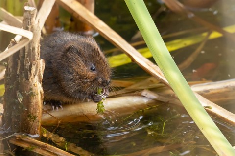 Water vole (Arvicola amphibius) adult animal eating pond weed on a lake in the summer, England,