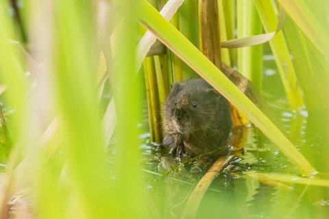 Water vole (Arvicola amphibius) adult animal in a pond in the summer, England, United Kingdom