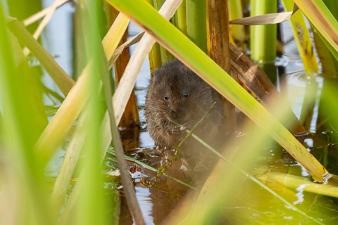 Water vole (Arvicola amphibius) adult animal eating a reed stem in a pond in the summer, England,