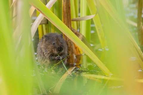 Water vole (Arvicola amphibius) adult animal eating a reed stem in a pond in the summer, England,
