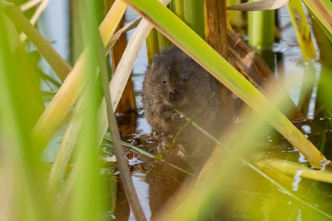 Water vole (Arvicola amphibius) adult animal eating a reed stem in a pond in the summer, England,