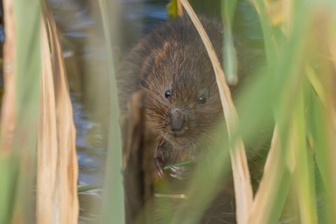 Water vole (Arvicola amphibius) adult animal eating a reed stem in a pond in the summer, England,