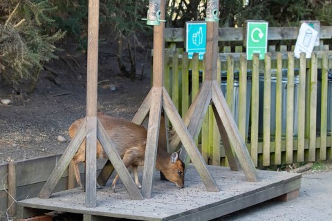 Muntjac deer (Muntiacus reevesi) adult animal feeding underneath bird feeders, RSPB Minsmere nature
