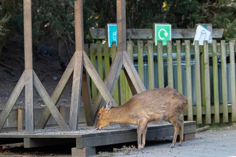 Muntjac deer (Muntiacus reevesi) adult animal feeding underneath bird feeders, RSPB Minsmere nature