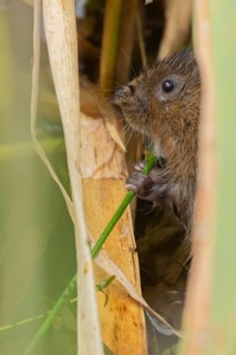 Water vole (Arvicola amphibius) adult animal eating a reed stem in a pond in the summer, England,