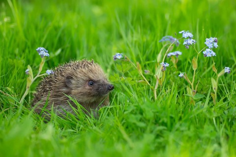 European hedgehog (Erinaceus europaeus) adult animal on a garden lawn with Forget-me-not flowers in