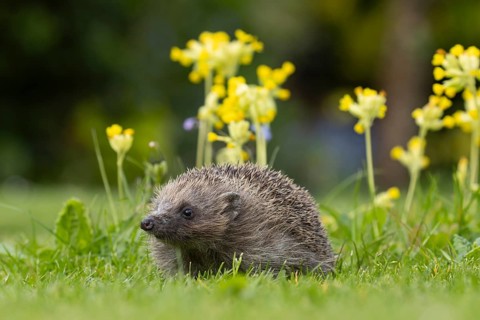 European hedgehog (Erinaceus europaeus) adult animal on a garden grass lawn with Cowslip flowers in