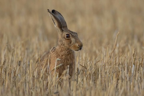 European brown hare (Lepus europaeus) adult animal in a farmland stubble field in the summer,