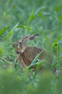 European brown hare (Lepus europaeus) adult animal washing its foot in a farmland maize field,