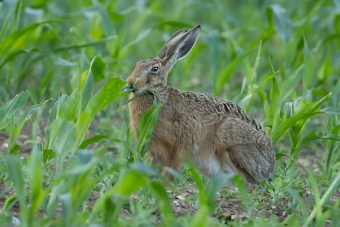 European brown hare (Lepus europaeus) adult animal eating a maize leaf in a farmland field in the