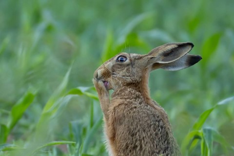 European brown hare (Lepus europaeus) adult animal washing its feet, England, United Kingdom