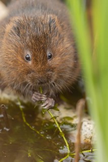 Water vole (Arvicola amphibius) adult animal eating pond weed on a lake in the summer, England,