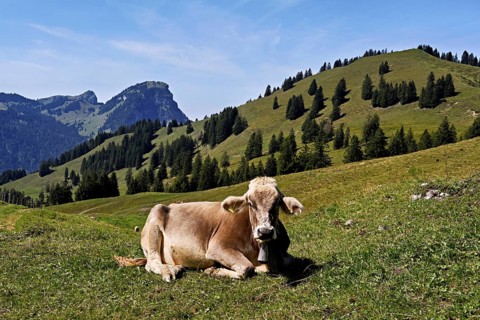 Brown Swiss cattle, cow sitting in meadow on an alp, behind the small and large Aubrig, Innerthal,