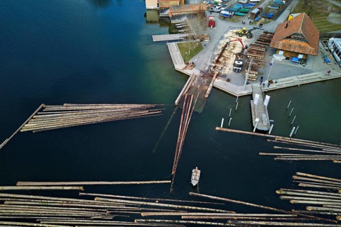 Raft of felled tree trunks at the landing stage where the trunks are pulled ashore and cut to size