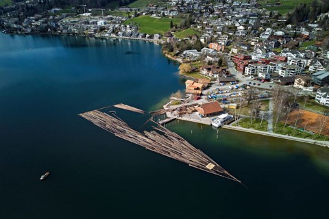 Raft of felled tree trunks at the landing stage where the trunks are pulled ashore and cut to size