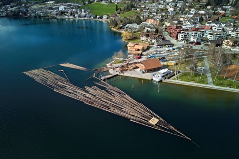 Raft of felled tree trunks at the landing stage where the trunks are pulled ashore and cut to size